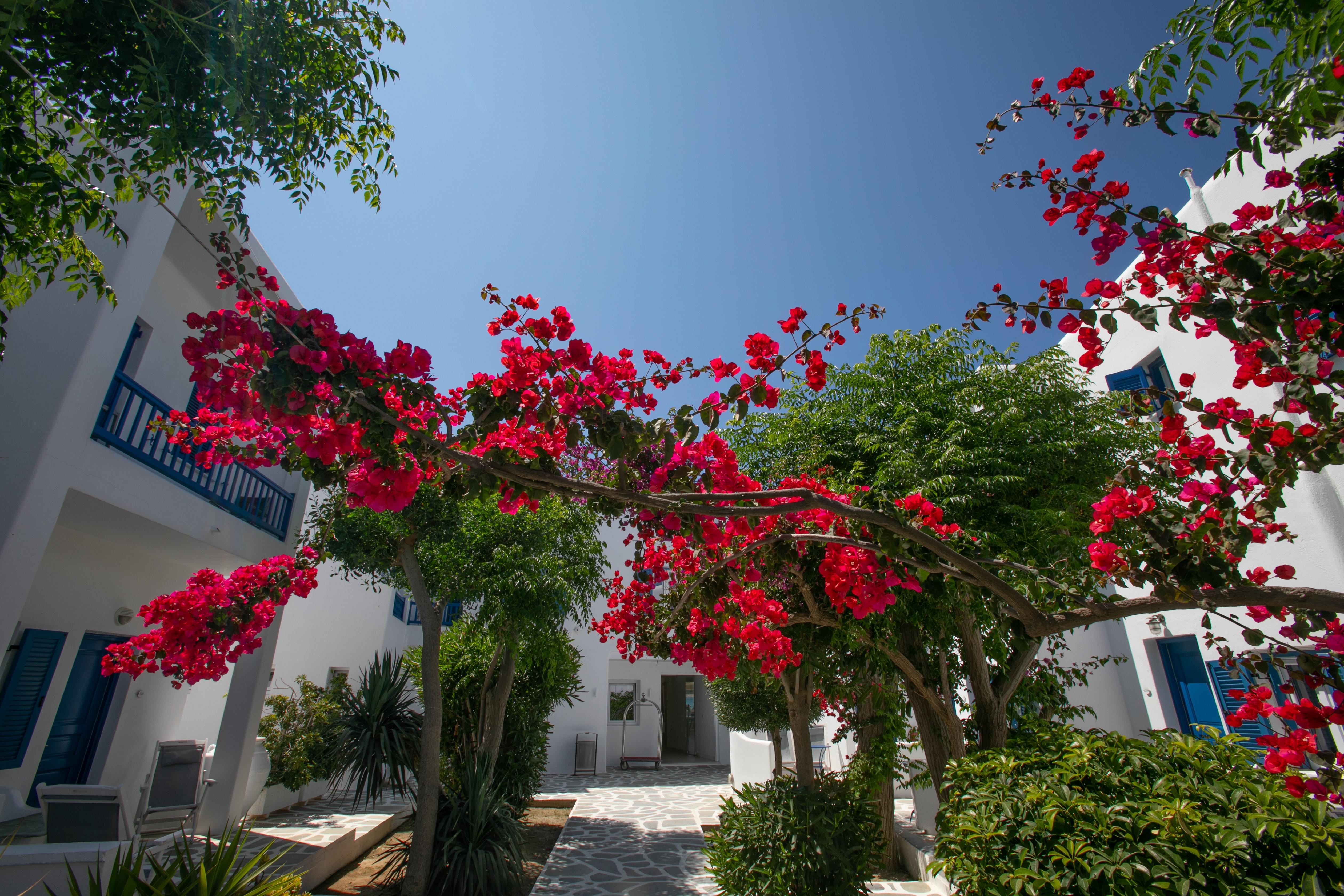Acrogiali Beachfront Hotel Mykonos Platys Gialos  Екстер'єр фото